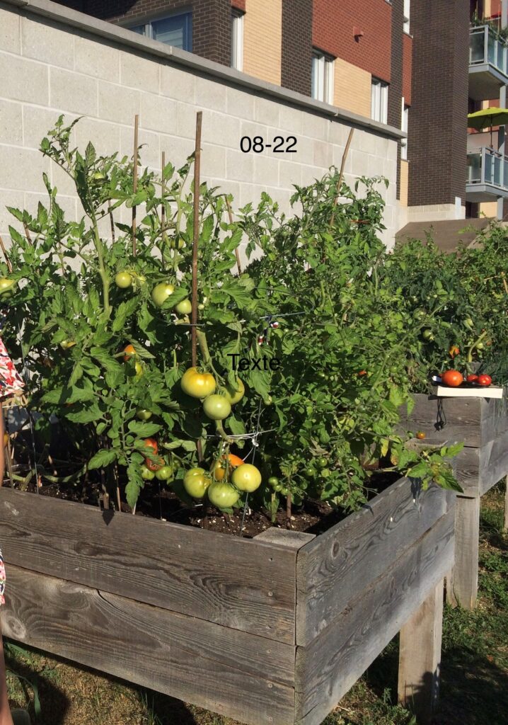 Jardin